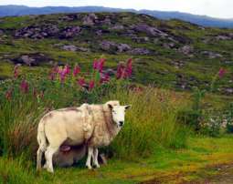 Szkocja owca
