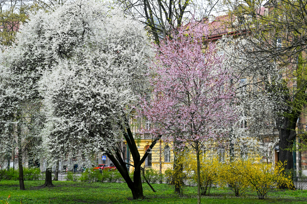 umk_4229.jpg-wiosna, Planty, Kraków, kwiaty, drzewa, zielono, zieleń, ludzie, miasto, 2023  Autor: P. Wojnarowski