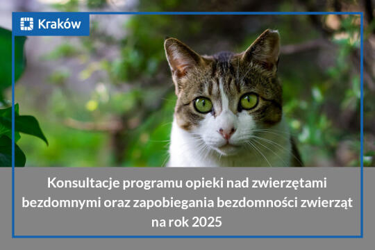 Zdjęcie przedstawiające portret łaciatego kota na tle zielonych roślin, a pod nim napis: Konsultacje programu opieki nad zwierzętami bezdomnymi oraz zapobiegania bezdomności zwierząt na rok 2025