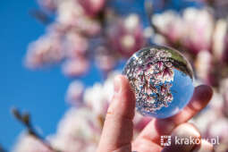 jg1_220413_krpl_202a3287.jpg-magnolia, Wawel, wiosna