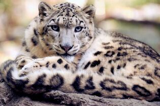 snow leopard. Fot. pixabay.com