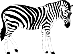 zebrazebra