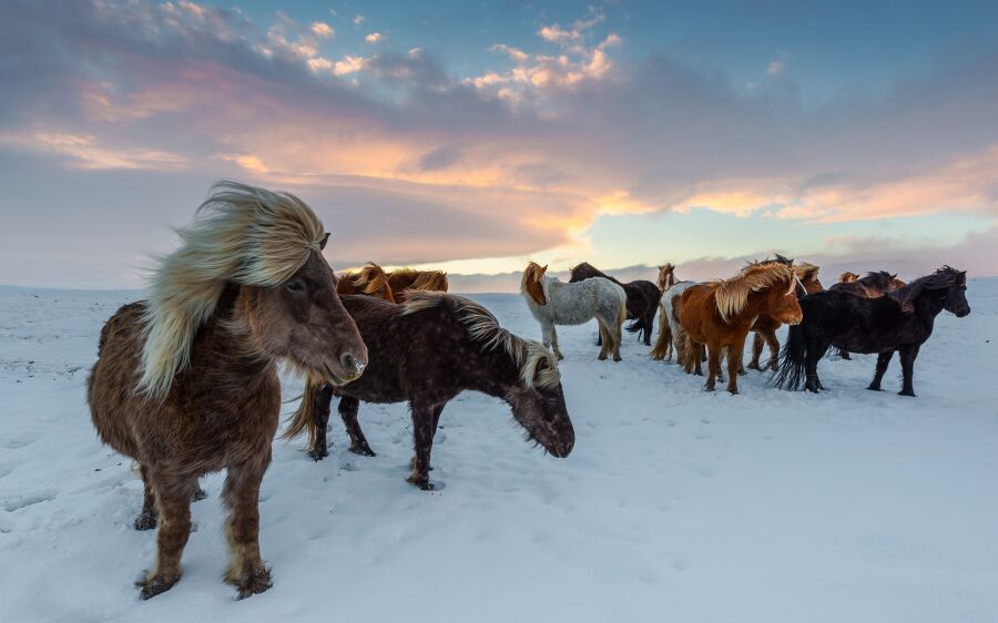 Islandzkie konie na śniegu 