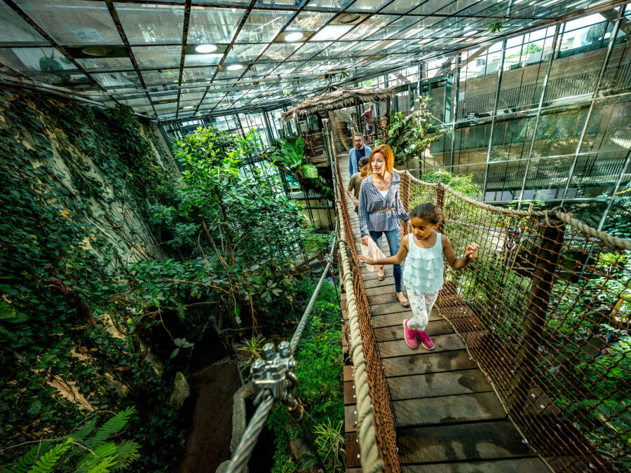 Centrum Nauki Universeum w Göteborgu - pomieszczenie nowoczesnej szklarni. Kobieta mężczyzna i dwoje dzieci przechodzą drewnianym mostkiem zawieszonym nad tropikalną roslinnością.  