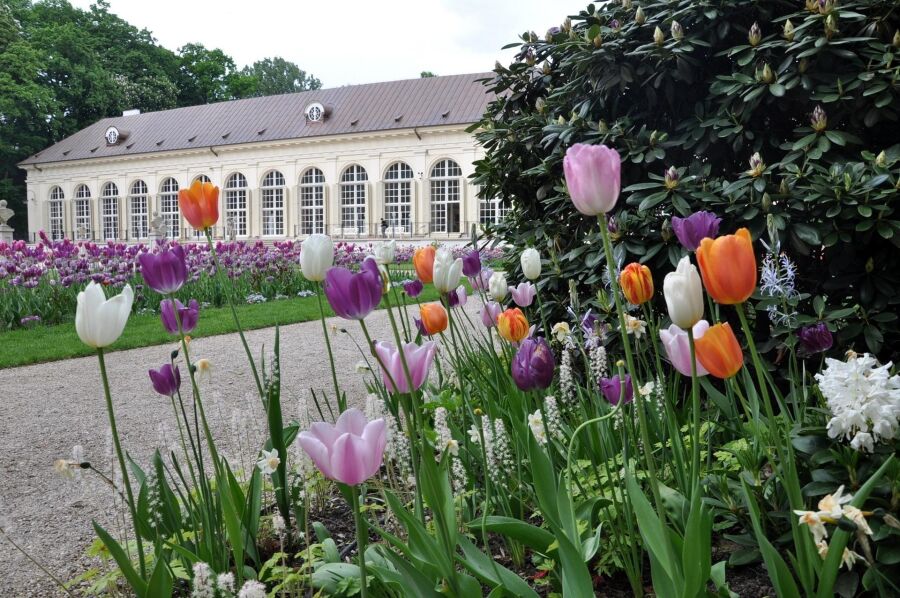 Tulipany w pałacowym ogrodzie w Niderlandach 