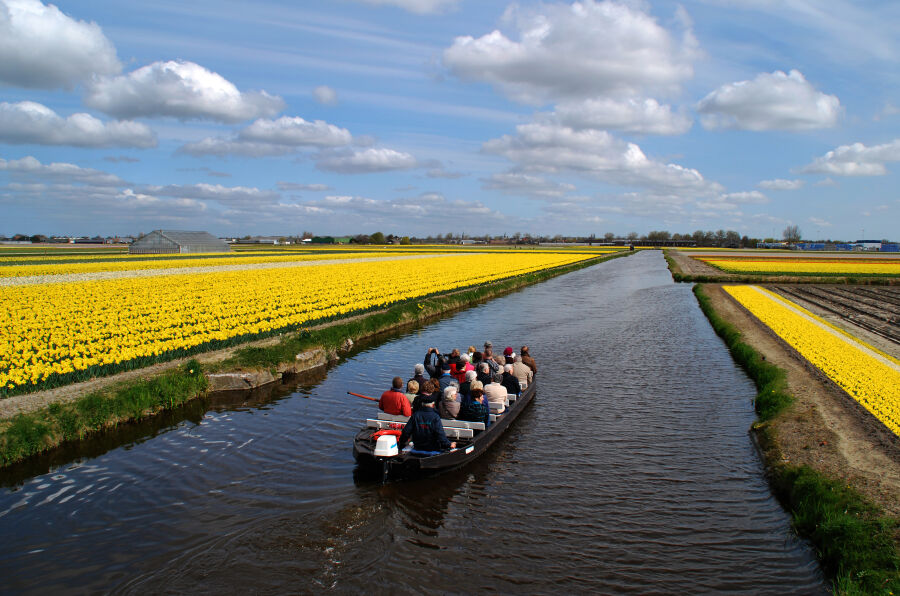 okolice miejscowości Lisse - pola tulipanów i kanał pośrodku po którym płynie łódka z turystami.  