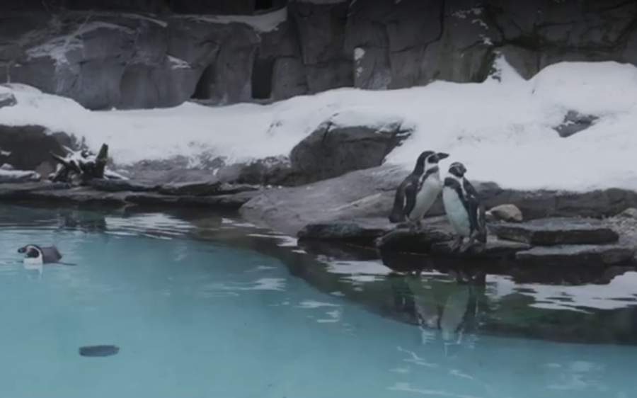 Pingwiny zoo