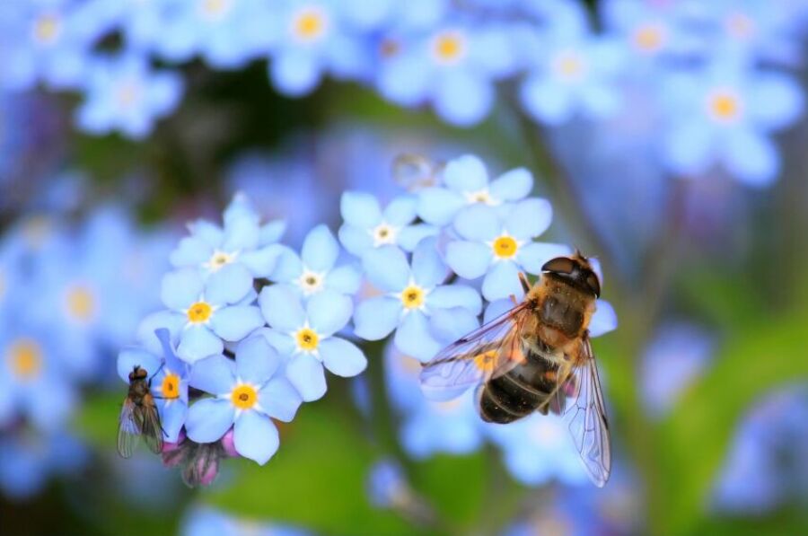 Pszczoła, pszczoły, nektar
