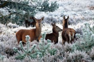dzikie zwierzęta, jelenie, jeleń, sarna, ochrona zwierząt. Fot. pixabay.com