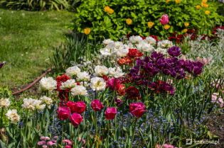tulipany, kwiaty, ogród. Fot. Bogusław Świerzowski / krakow.pl