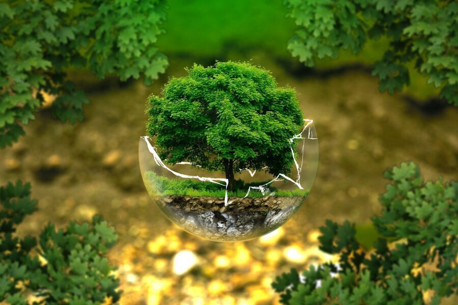 Ziemia i ekologia - miniaturowe drzewo rosnące w rozbitej szklanej kuli 