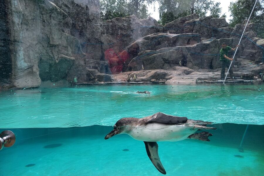 pingwiny w basenie
