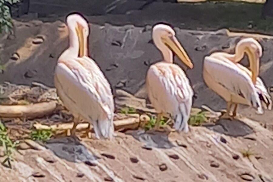 trzy pelikany stoją na ziemi