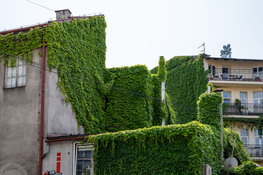 Vertical greenery is becoming ever more popular - here an example from Krupnicza Street