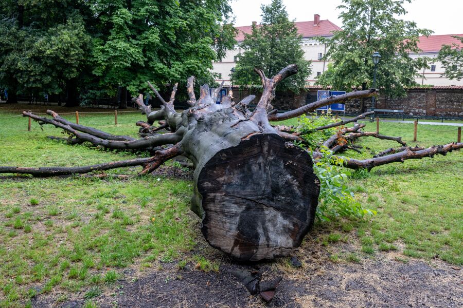 A red-leaved beech, Planty Park’s largest tree, felled by strong winds in the winter of 2022 