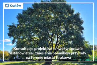 Konsultacje projektów uchwał w sprawie ustanowienia i zniesienia pomników przyrody na terenie miasta Krakowa . Fot. Wydział Kształtowania Środowiska Urzędu Miasta Krakowa 
