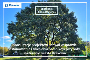 Zdjęcie okazałego dębu i napis: Konsultacje projektów uchwał w sprawie ustanowienia i zniesienia pomników przyrody na terenie miasta Krakowa - spotkanie konsultacyjne
Fot. Wydział Kształtowania Środow