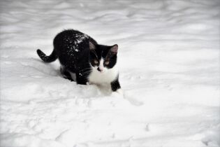Kot w zimie. Fot. pixabay.com