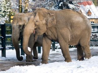zoo zimą słoń. Fot. zoo-krakow.pl
