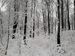 Zima w Lesie Wolskim. Fot. Archiwum CEE Symbioza