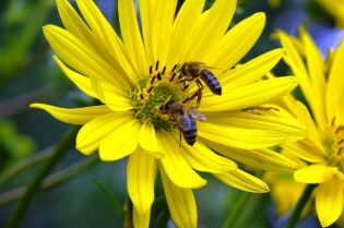 Grafika przedstawia dwie pszczoły, siedzące na żółtym kwiatku.