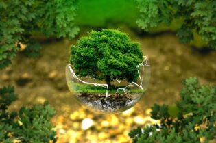 Grafika przedstawia drzewo z bryło korzeniową umieszczone w szklanej kuli 