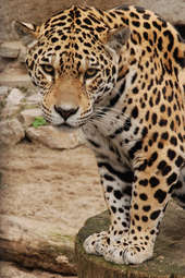 jaguar-zoo