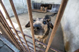 Wizyta prezydenta Krakowa w schronisku dla zwierząt