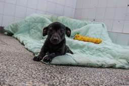 Wizyta prezydenta Krakowa w schronisku dla zwierząt