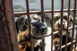 Wizyta prezydenta Krakowa w schronisku dla zwierząt