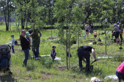 Dzisiaj sadzimy drzewa w „Parku Krakowian”