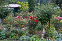 bs-08 września 2018-img_4330.jpg-Dzień działkowca,Tulipan,Majchrowski