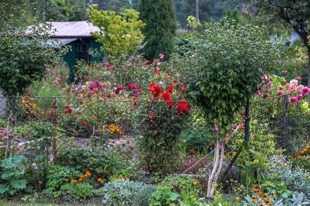 bs-08 września 2018-img_4330.jpg-Dzień działkowca,Tulipan,Majchrowski  Autor: B. Świerzowski