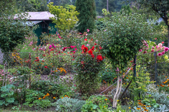 bs-08 września 2018-img_4330.jpg-Dzień działkowca,Tulipan,Majchrowski