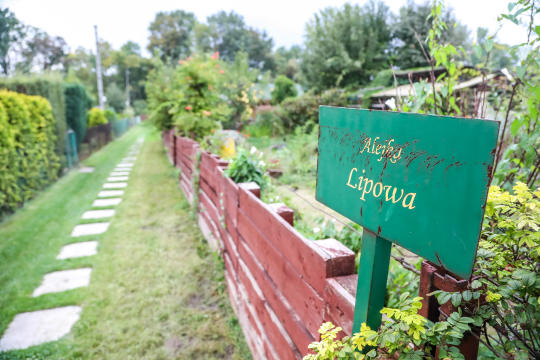 bs-08 września 2018-img_4338.jpg-Dzień działkowca,Tulipan,Majchrowski