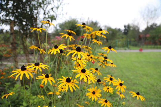 bs-08 września 2018-img_4342.jpg-Dzień działkowca,Tulipan,Majchrowski