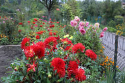 bs-08 września 2018-img_4345.jpg-Dzień działkowca,Tulipan,Majchrowski