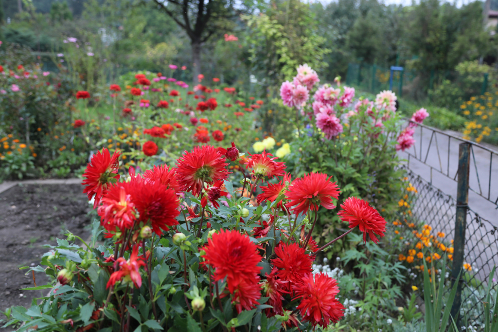 bs-08 września 2018-img_4345.jpg-Dzień działkowca,Tulipan,Majchrowski  Autor: B. Świerzowski