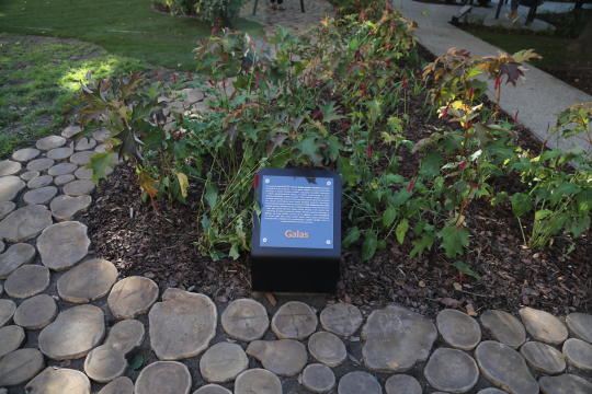 20181006155448_img_6881.jpg-Park kieszonkowy,Celarowska,Majchrowski,Ogród,Dąb