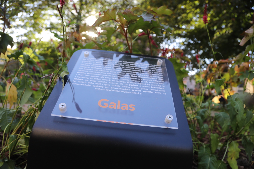 20181006155505_img_6885.jpg-Park kieszonkowy,Celarowska,Majchrowski,Ogród,Dąb  Autor: B. Świerzowski