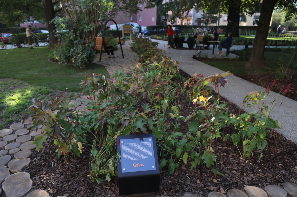 20181006155512_img_6886.jpg-Park kieszonkowy,Celarowska,Majchrowski,Ogród,Dąb  Autor: B. Świerzowski