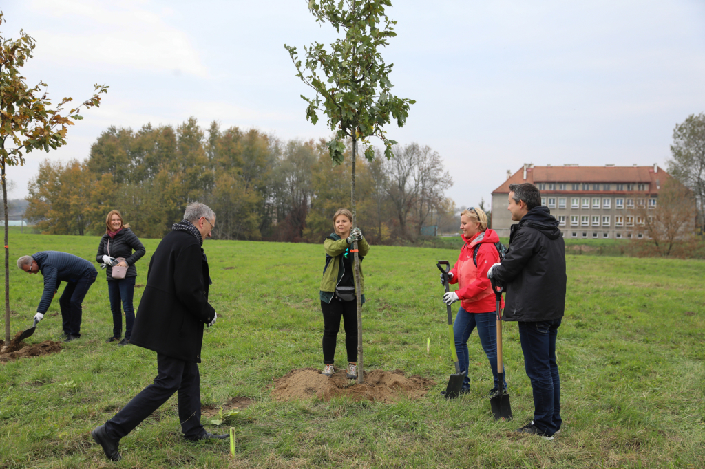 bs_krpl_20181027_img_3005.jpg-Dąb,Niepodległość,Majchrowski  Autor: B. Świerzowski