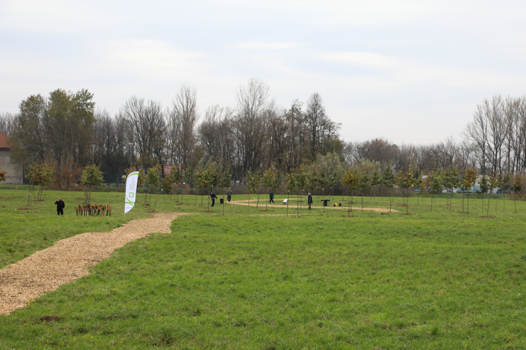 bs_krpl_20181027_img_3313.jpg-Dąb,Niepodległość,Majchrowski  Autor: B. Świerzowski