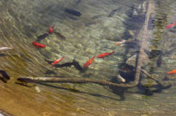 bs-czerwca 01, 2019-img_4042.jpg-dzień dziecka