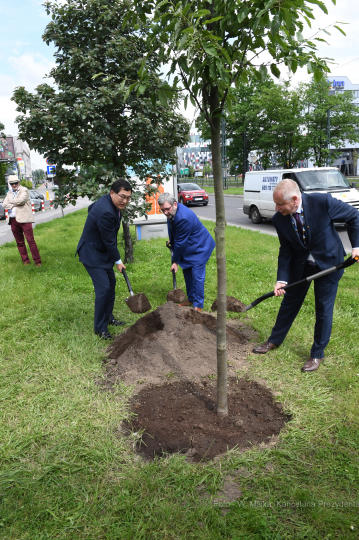 dsc_2523 copy10.jpg-Sadzenie drzewa- Aleja Kongresowa