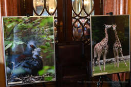 dsc_7682 copy12.jpg-ZOO