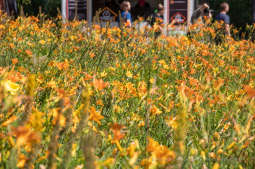 bs_190728_8993.jpg-piknik krakowski,Norymberga,potańcówka