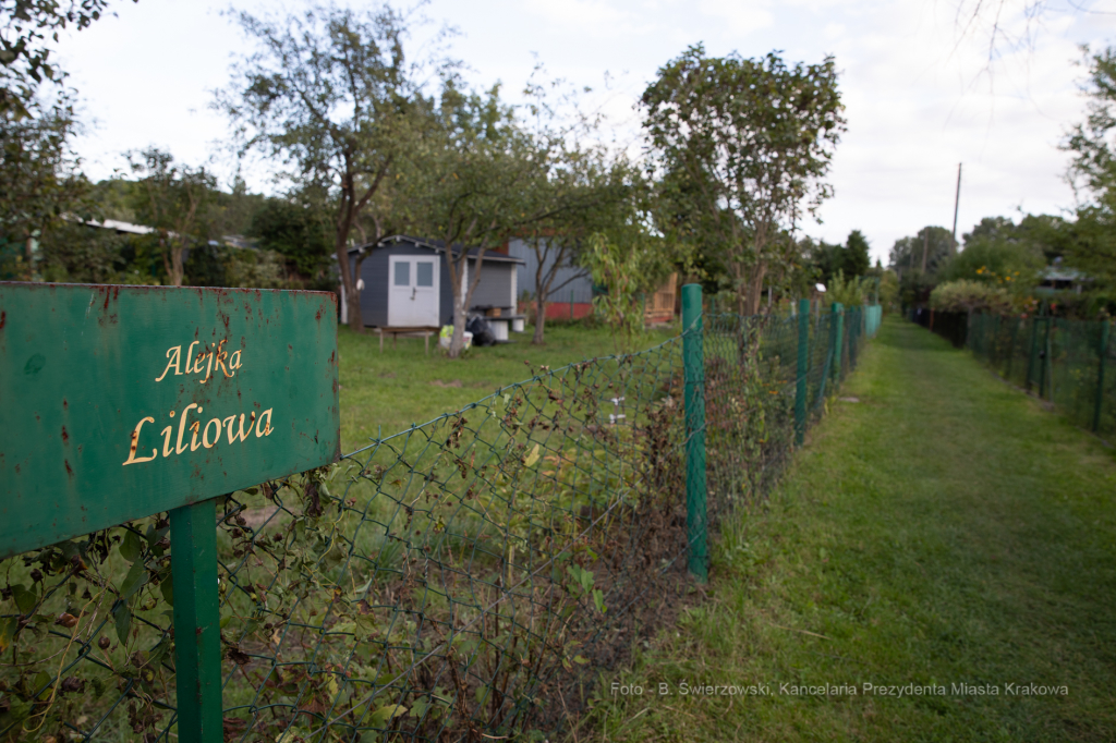 bs-września 14, 2019-img_1564.jpg-Tulipan,Działki,Majchrowski  Autor: B. Świerzowski