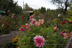 bs-września 14, 2019-img_1566.jpg-Tulipan,Działki,Majchrowski