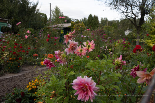 bs-września 14, 2019-img_1566.jpg-Tulipan,Działki,Majchrowski